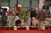  - Exposition internationale St Brieuc 8 mai 2011