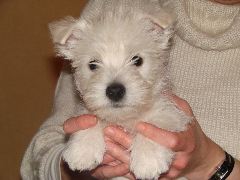 Delnoune's - West Highland White Terrier - Portée née le 16/10/2008